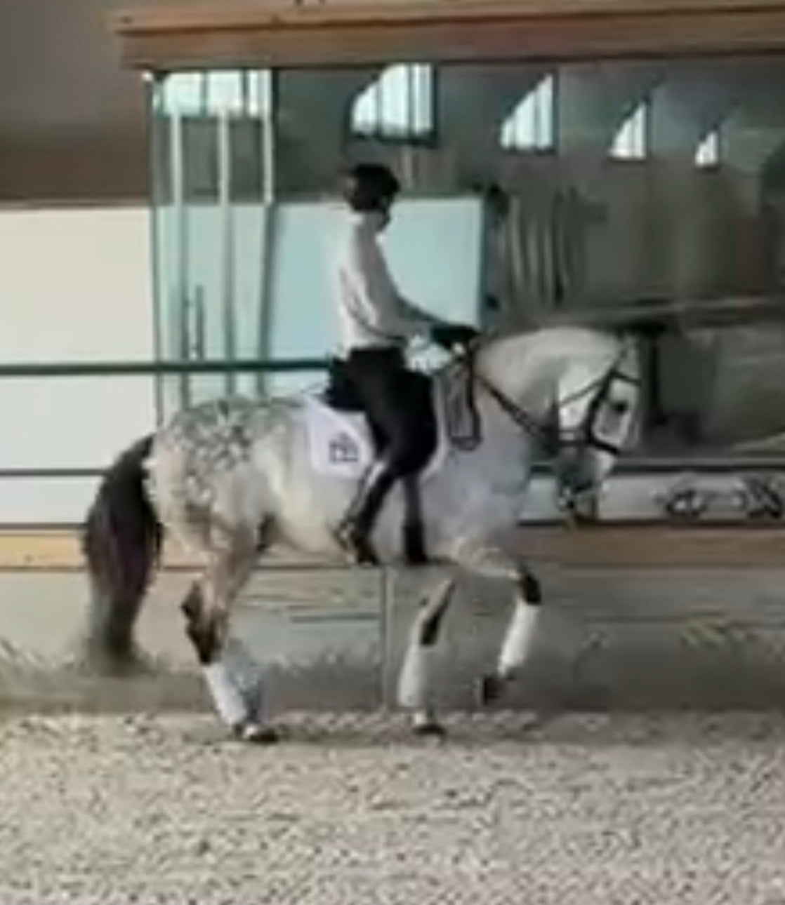 13-QUO Top Lusitano gelding Pirofree advanced dressage level