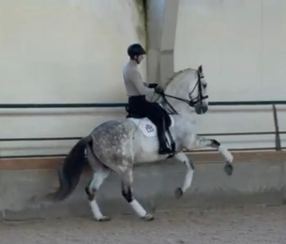 13-QUO Top Lusitano gelding Pirofree advanced dressage level