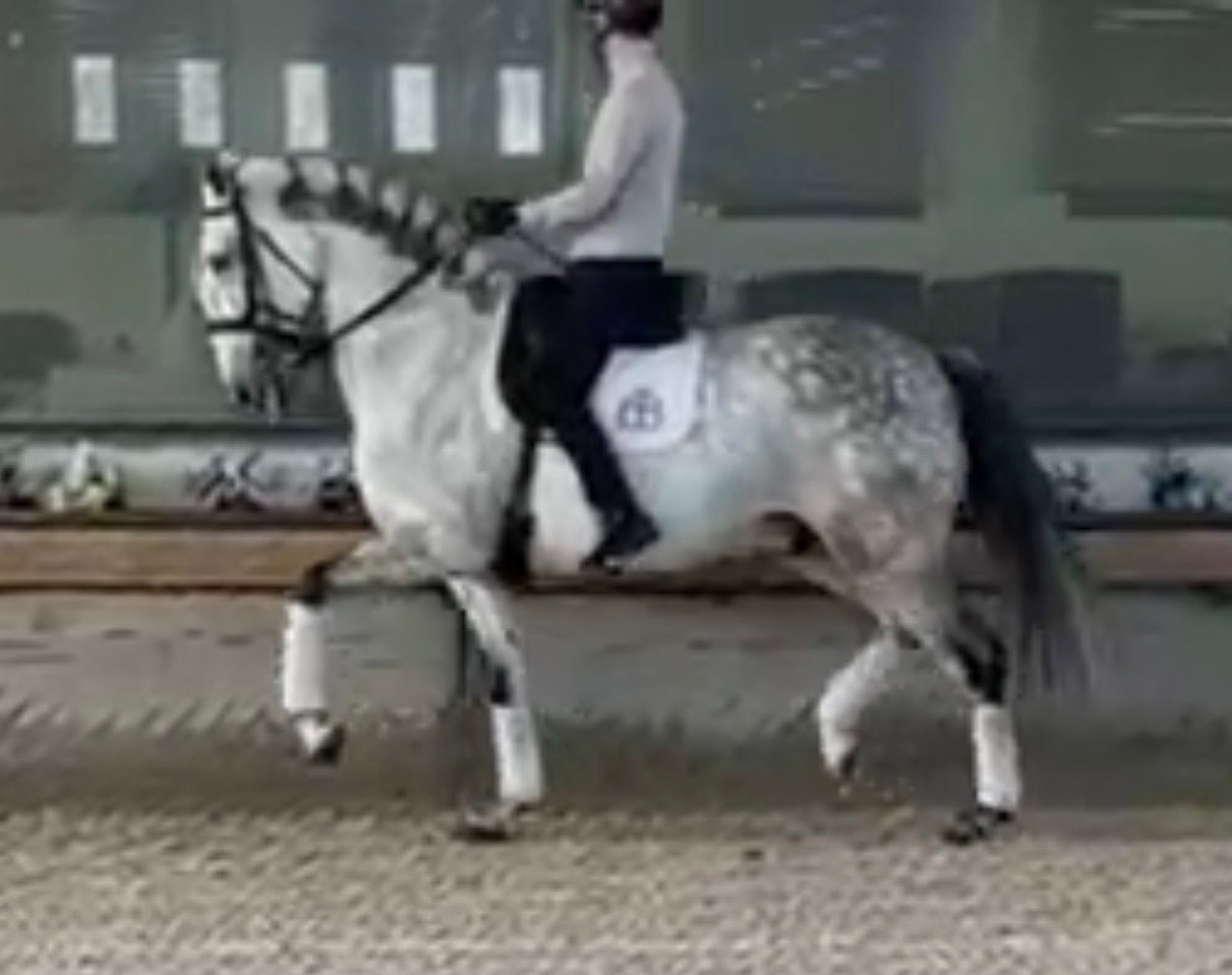 13-QUO Top Lusitano gelding Pirofree advanced dressage level