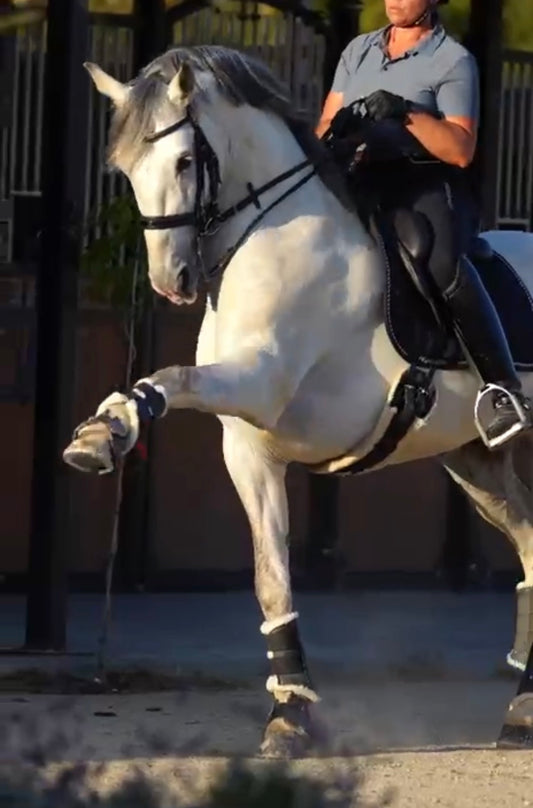 19- TORRES - Lovely and expressive Baroque PRE Stallion in PSG