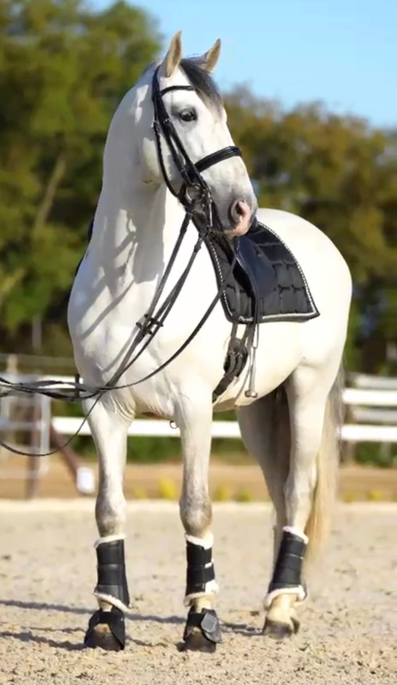 19- TORRES - Lovely and expressive Baroque PRE Stallion in PSG