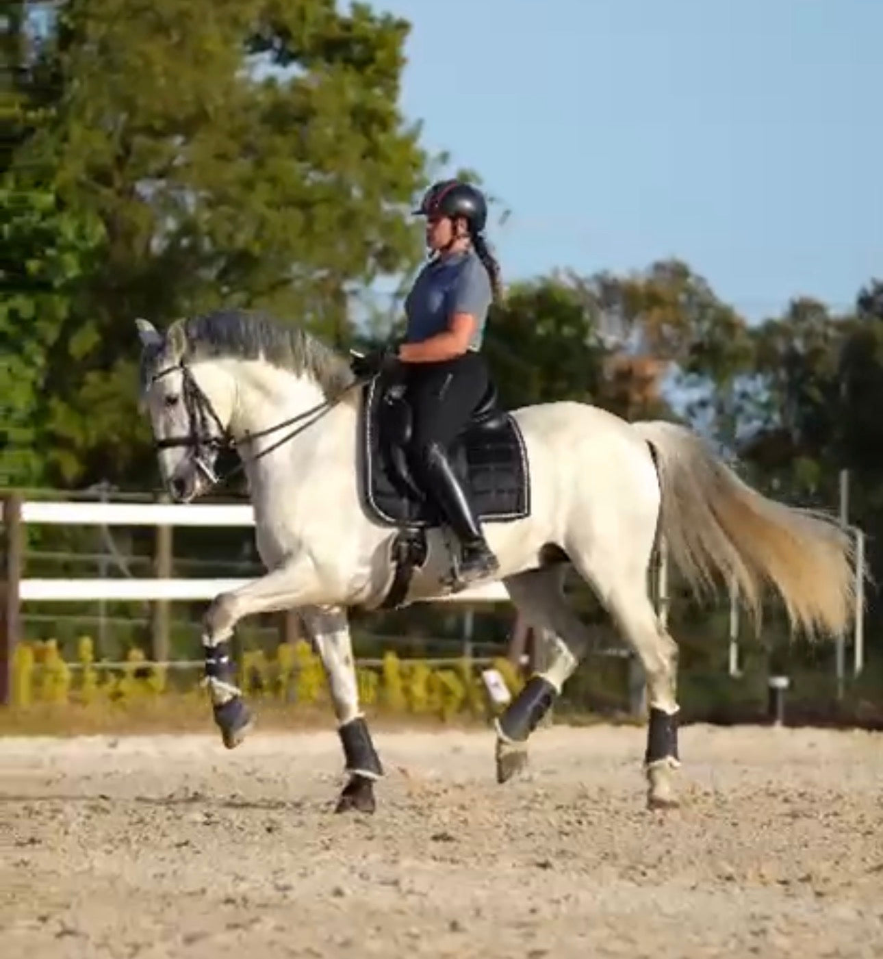 19- TORRES - Lovely and expressive Baroque PRE Stallion in PSG