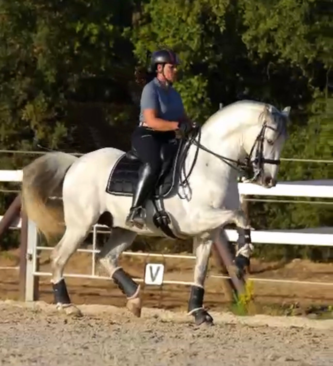19- TORRES - Lovely and expressive Baroque PRE Stallion in PSG