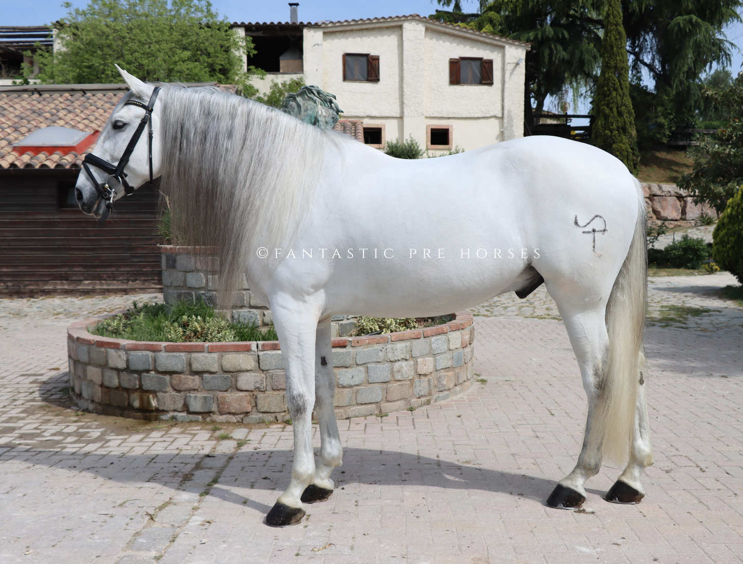 5-REYES DREAMHORSE ideal family horse to enjoy riding a beautiful and easygoing