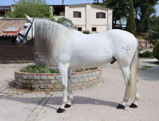 5-REYES DREAMHORSE ideal family horse to enjoy riding a beautiful and easygoing