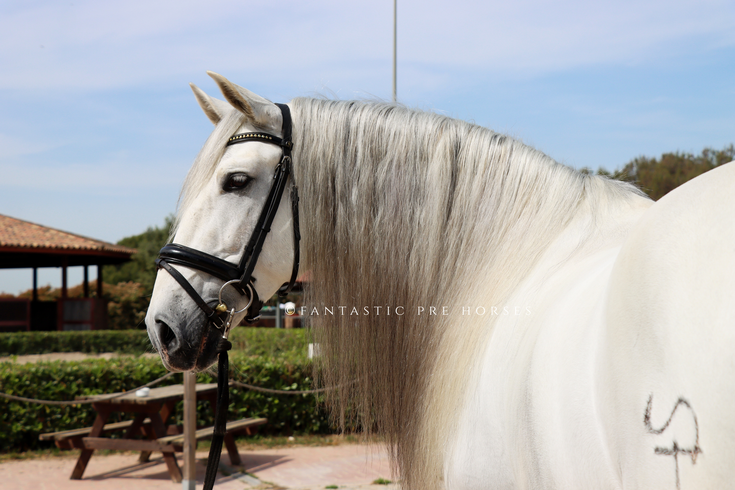 5-REYES DREAMHORSE ideal family horse to enjoy riding a beautiful and easygoing