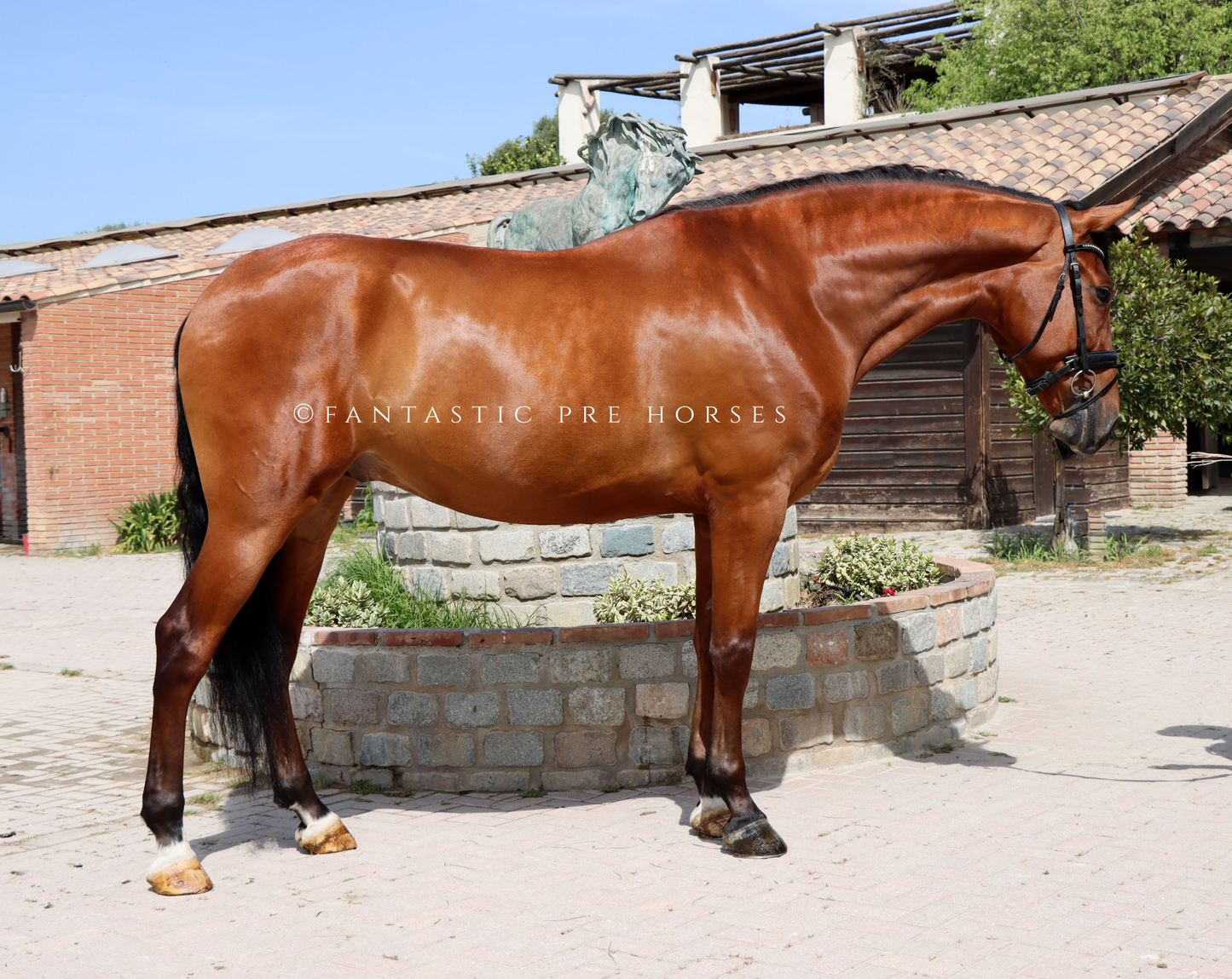 4-VISTOSO Lovely PRE Gelding with amazing dressage prospection