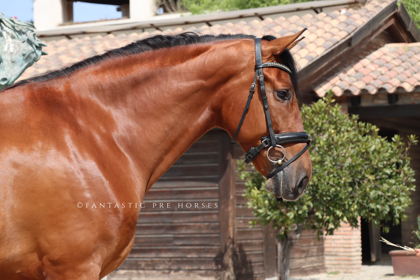 4-VISTOSO Lovely PRE Gelding with amazing dressage prospection