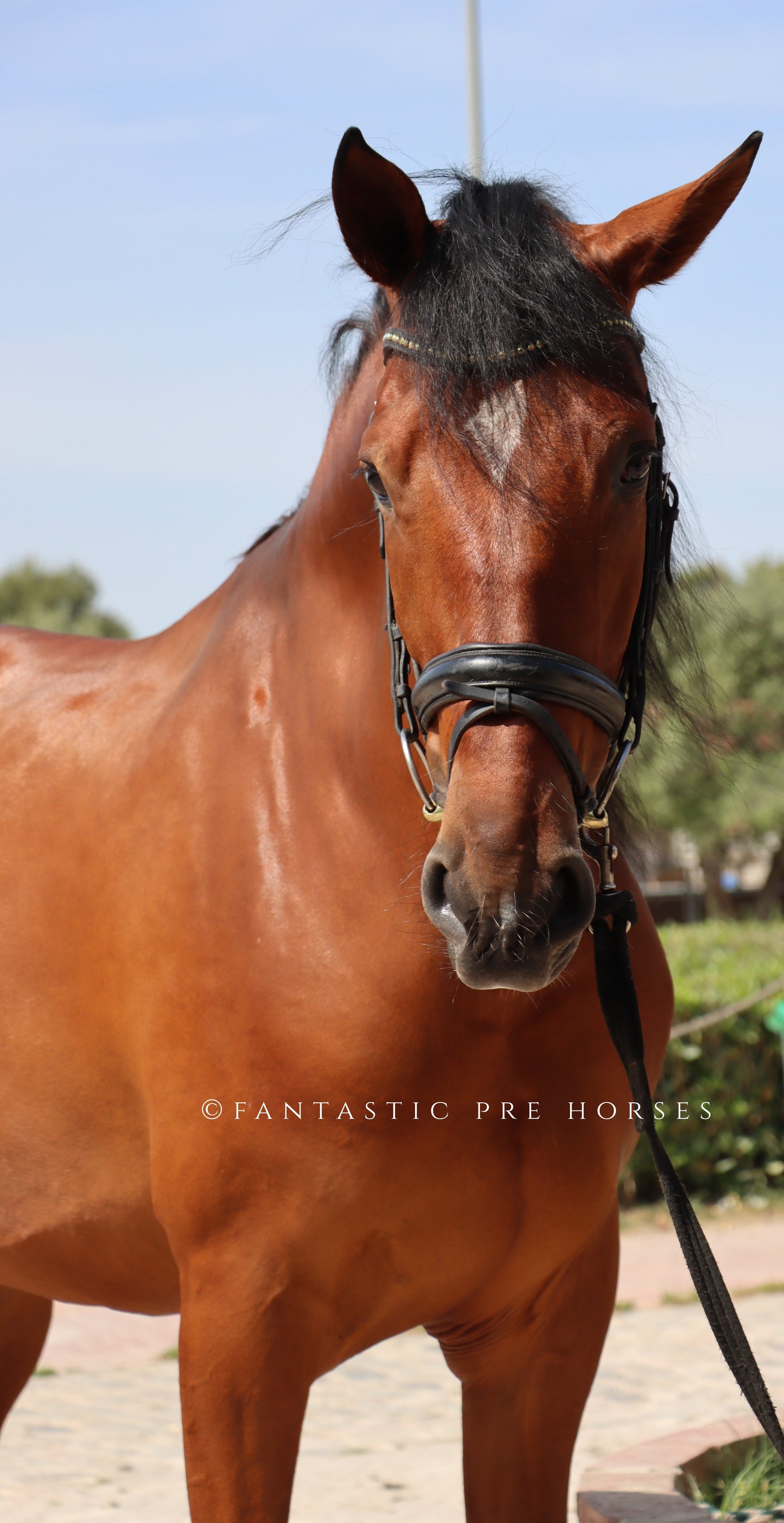 4-VISTOSO Lovely PRE Gelding with amazing dressage prospection
