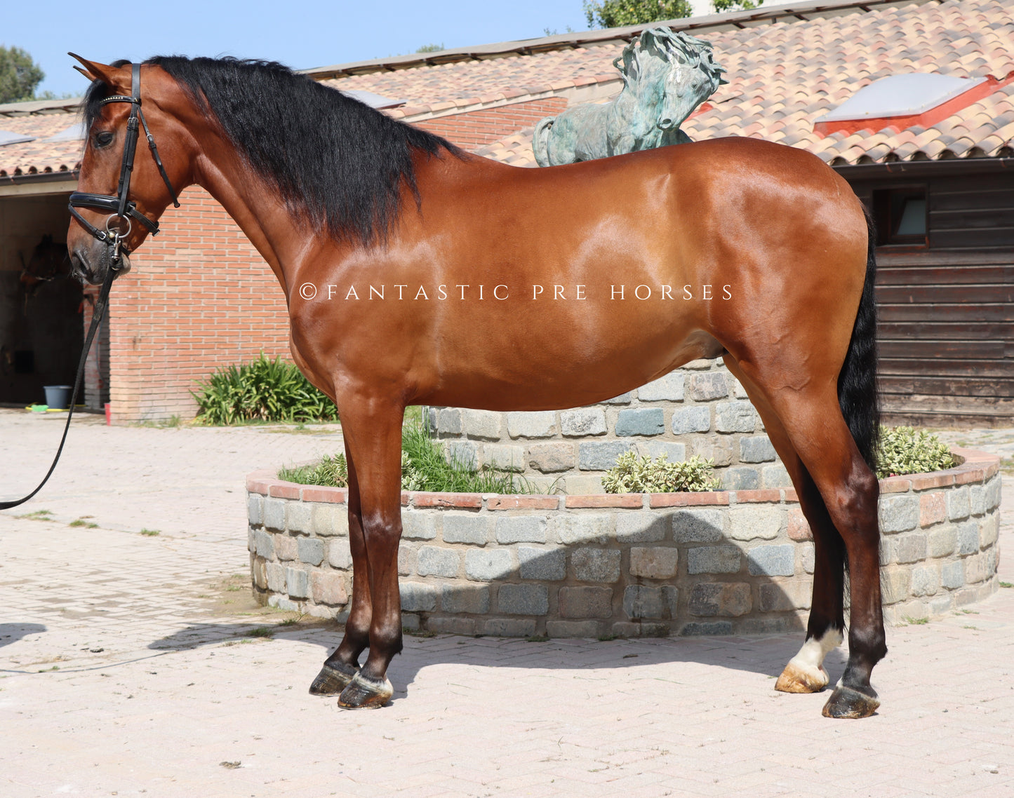 4-VISTOSO Lovely PRE Gelding with amazing dressage prospection