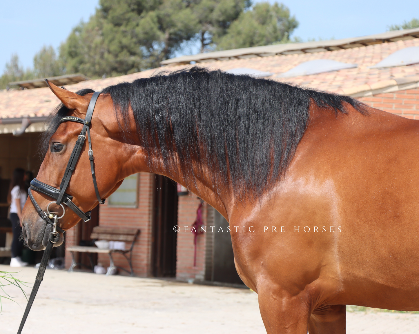 4-VISTOSO Lovely PRE Gelding with amazing dressage prospection