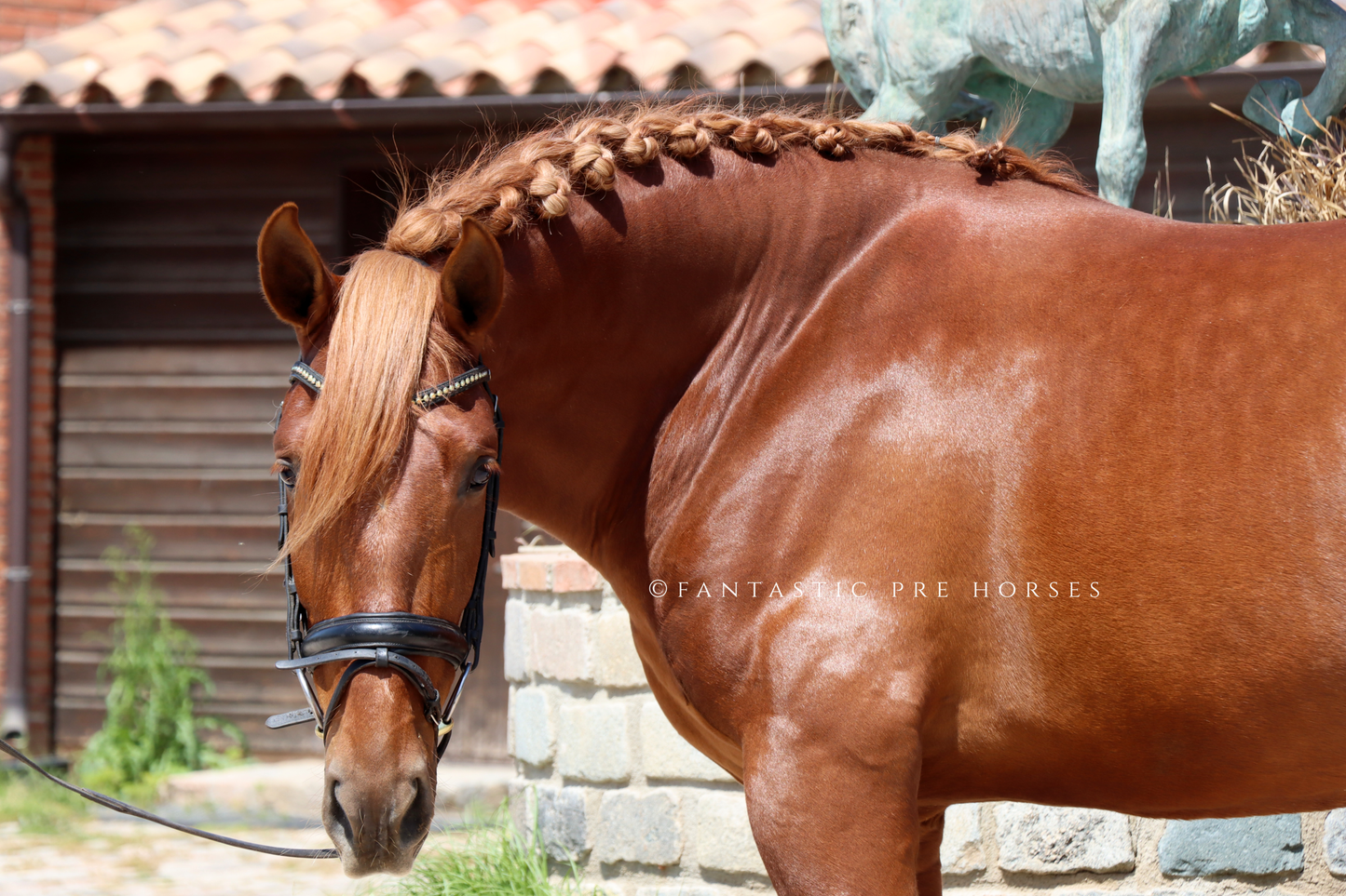 3-DIAMANTE - Young bombproof stallion PRE 4 year old