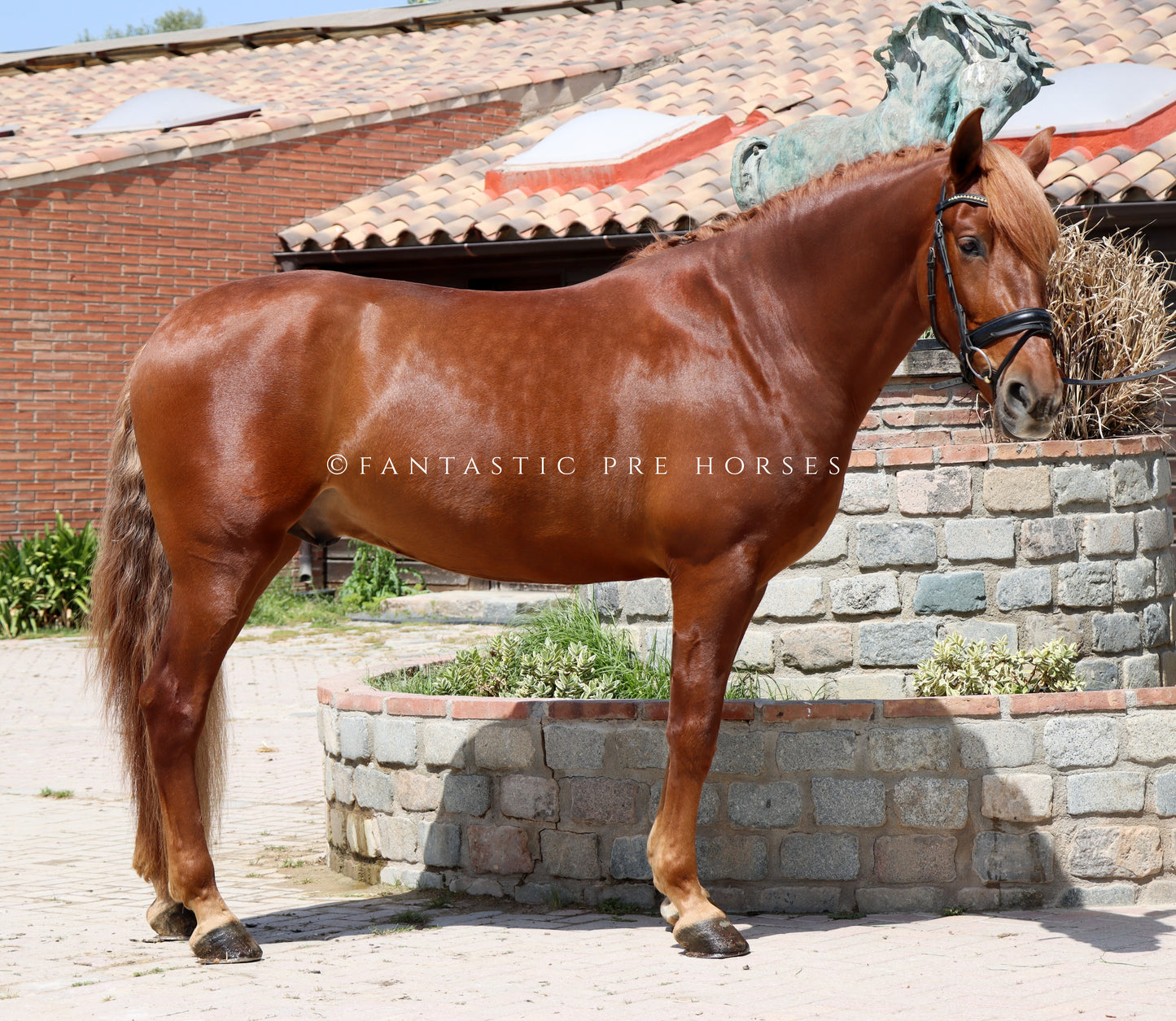 3-DIAMANTE - Young bombproof stallion PRE 4 year old
