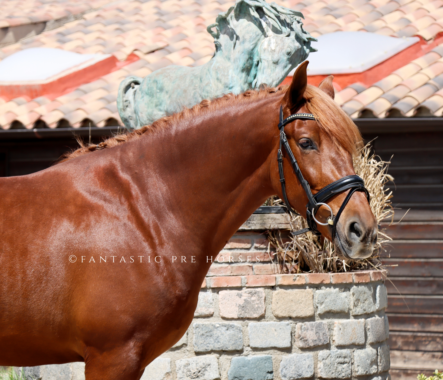 3-DIAMANTE - Young bombproof stallion PRE 4 year old