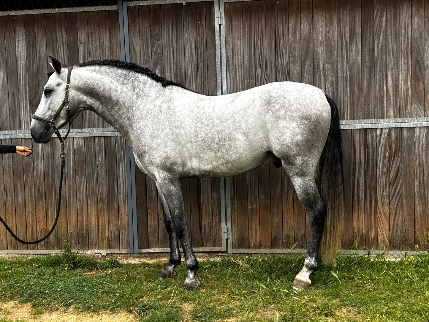 14- MOJITO Top FEI Mover with bombproof behavior