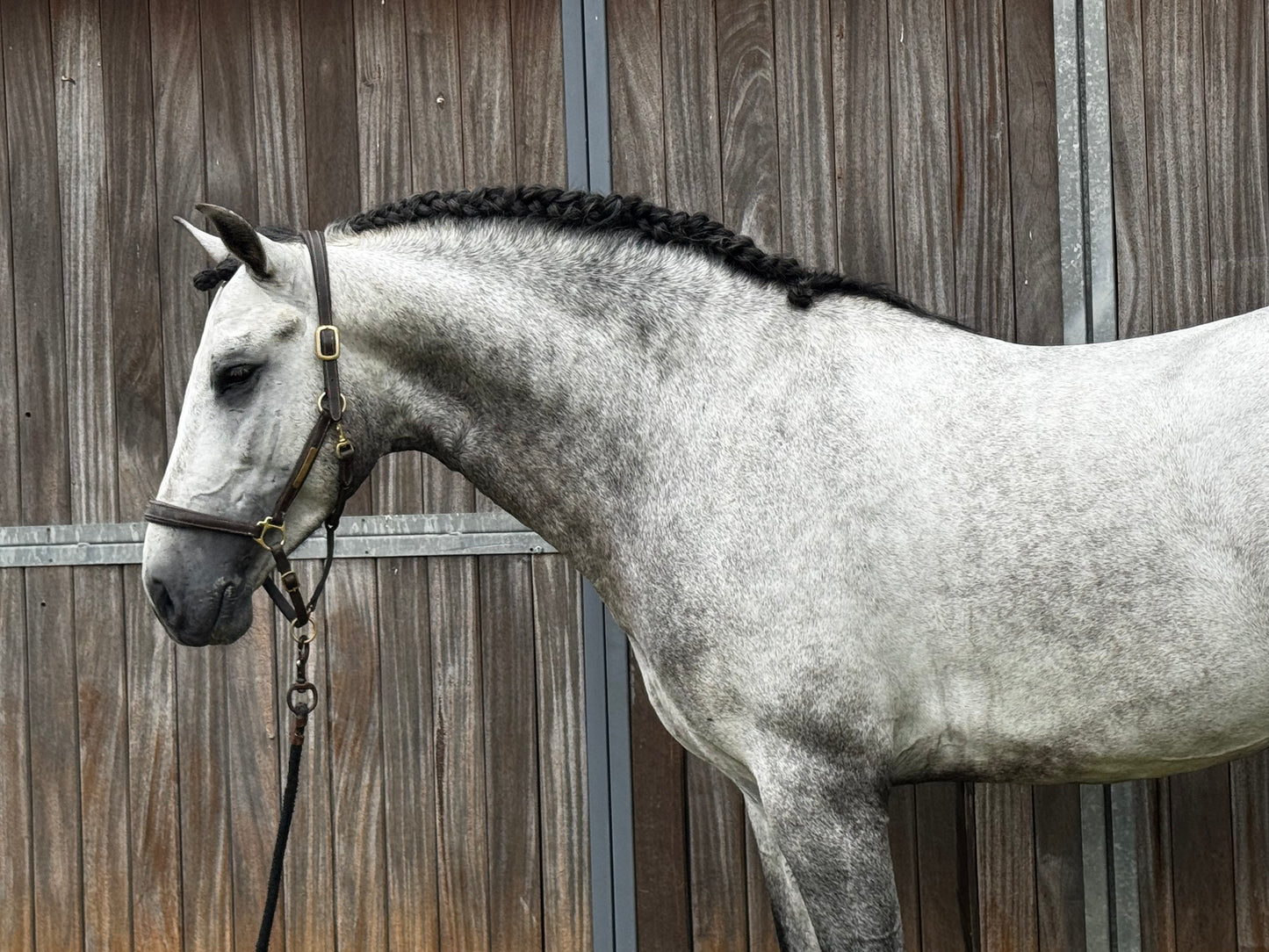 14- MOJITO Top FEI Mover with bombproof behavior