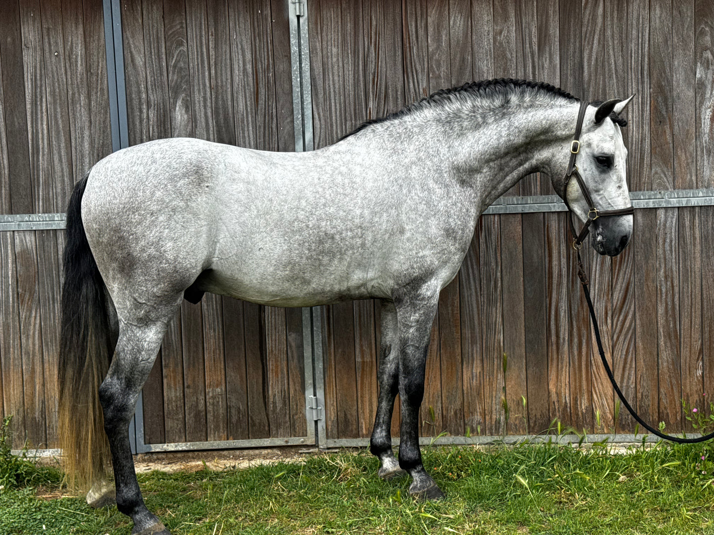 14- MOJITO Top FEI Mover with bombproof behavior