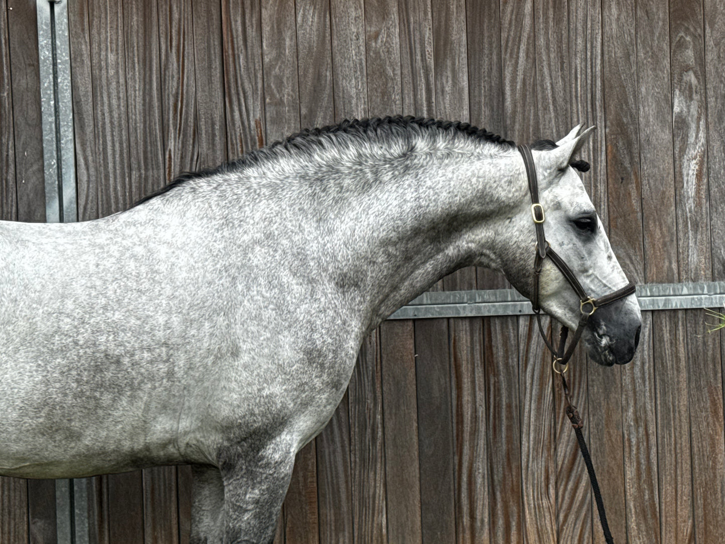 14- MOJITO Top FEI Mover with bombproof behavior
