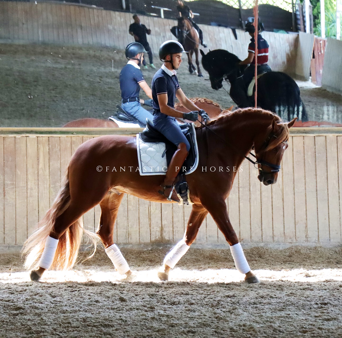 3-DIAMANTE - Young bombproof stallion PRE 4 year old