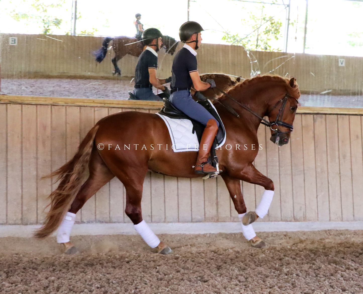 3-DIAMANTE - Young bombproof stallion PRE 4 year old