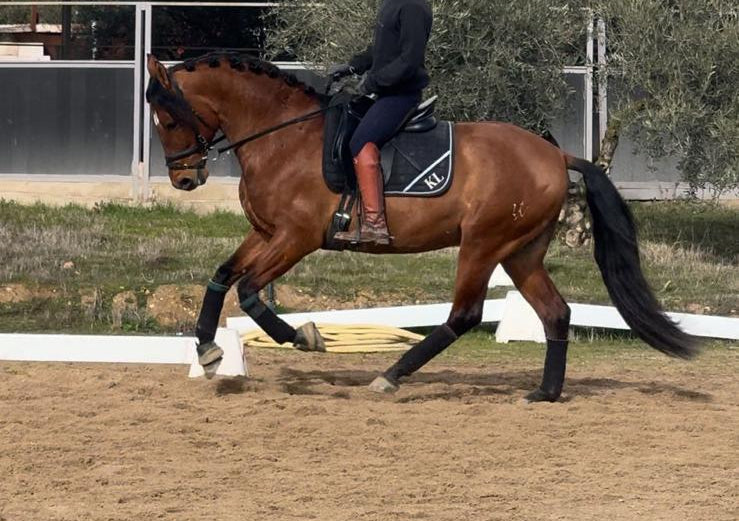 8-ARION - Lovely horse for hobby riders and low level dressage