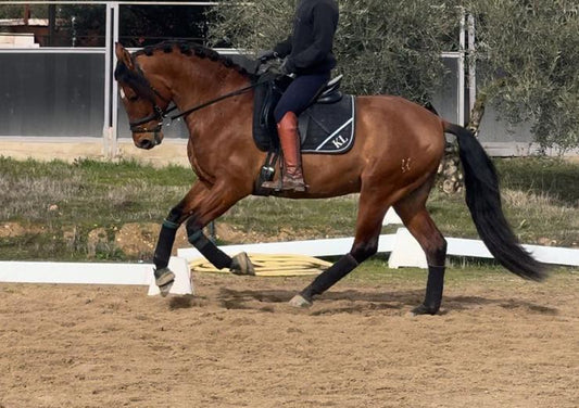 8-ARION - Lovely horse for hobby riders and low level dressage