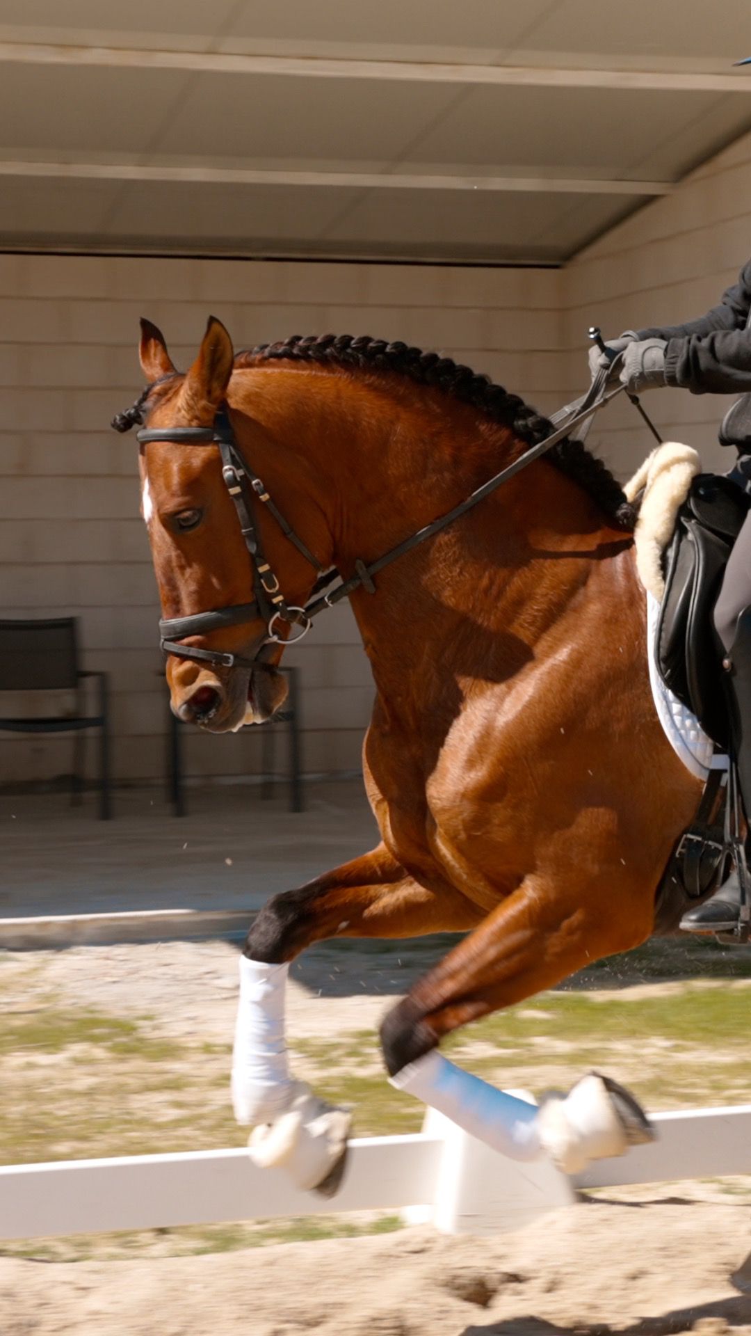8-ARION - Lovely horse for hobby riders and low level dressage