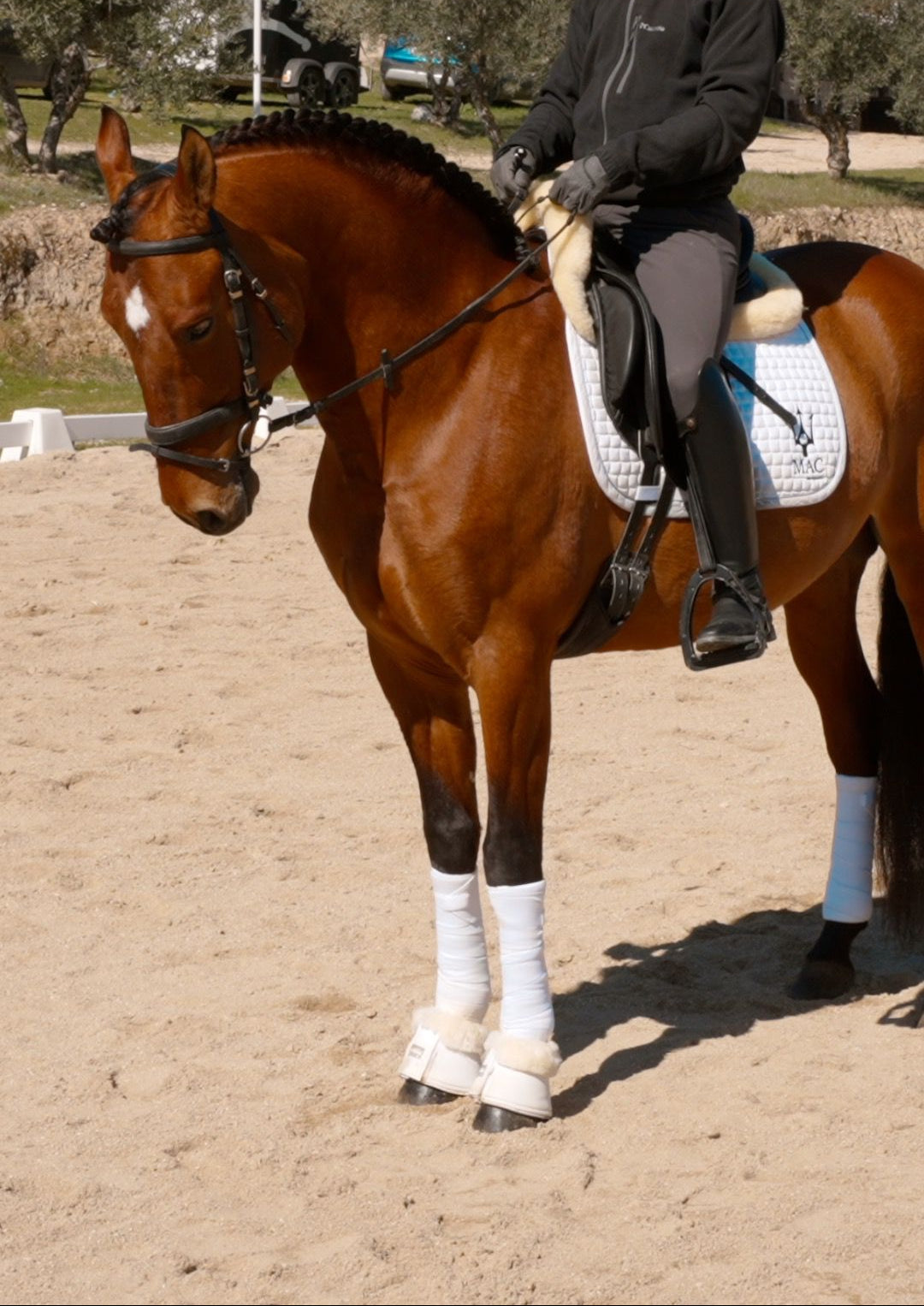 8-ARION - Lovely horse for hobby riders and low level dressage
