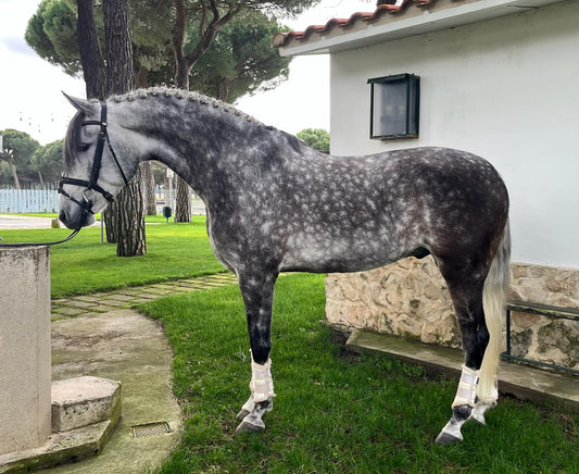 23- JANGO LOVELY GELDING WITH MEDIUM LEVEL DRESSAGE IDEAL AMATEURS