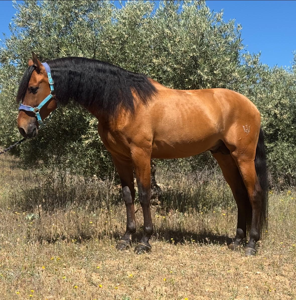 8-ARION - Lovely horse for hobby riders and low level dressage