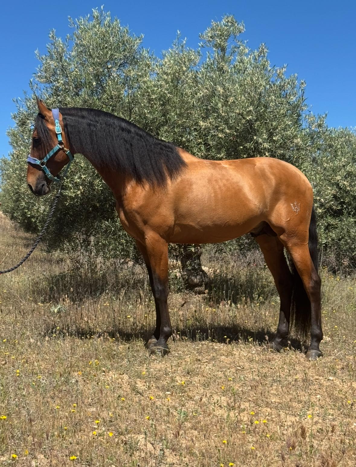 8-ARION - Lovely horse for hobby riders and low level dressage