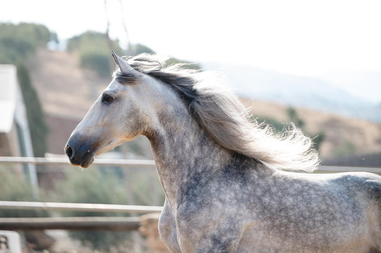 22- ROMERITO - QUALITY YOUNG HORSE WITH QUALITY FOR FUTURE FEI SHOW