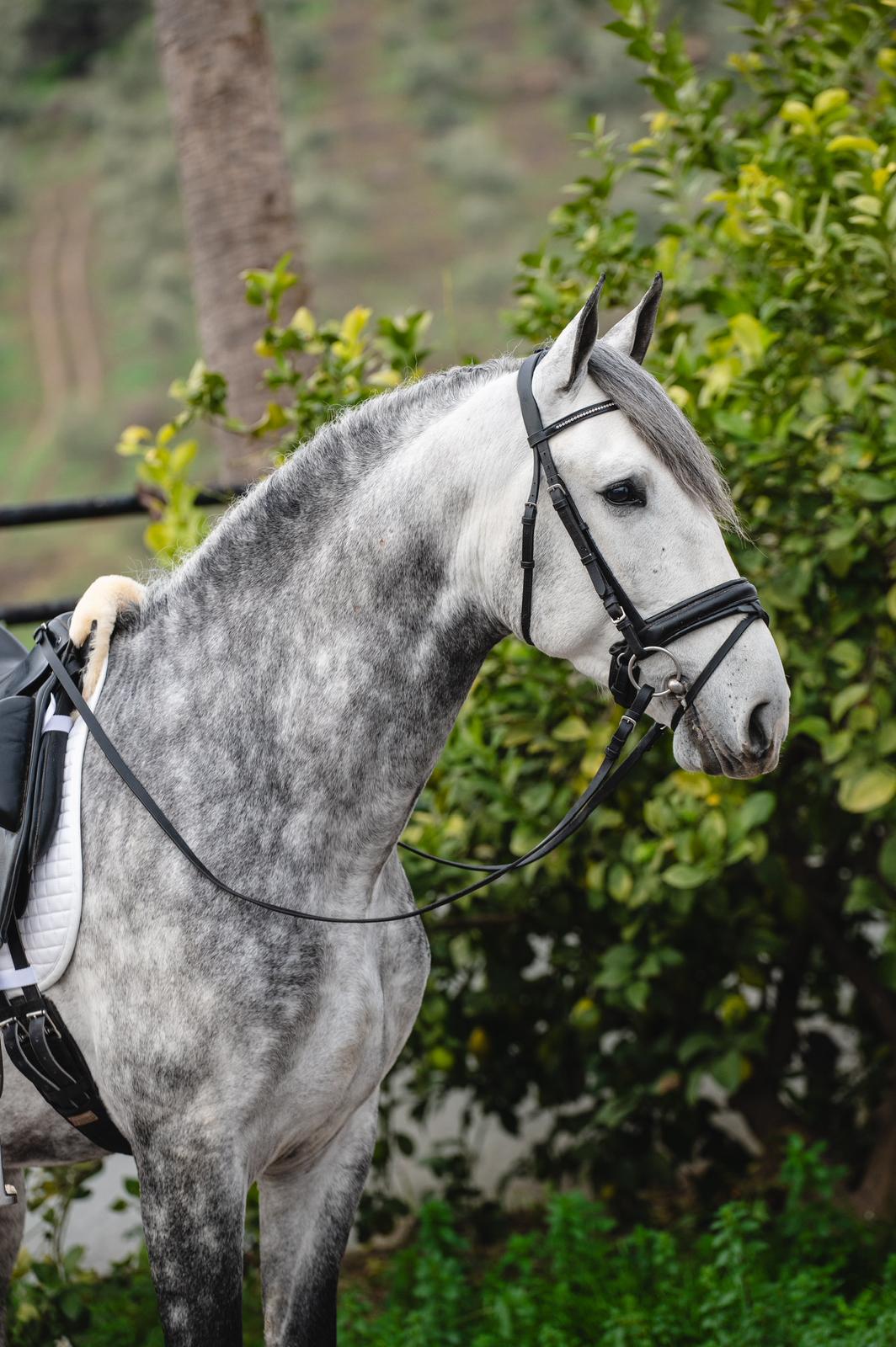 22- ROMERITO - QUALITY YOUNG HORSE WITH QUALITY FOR FUTURE FEI SHOW