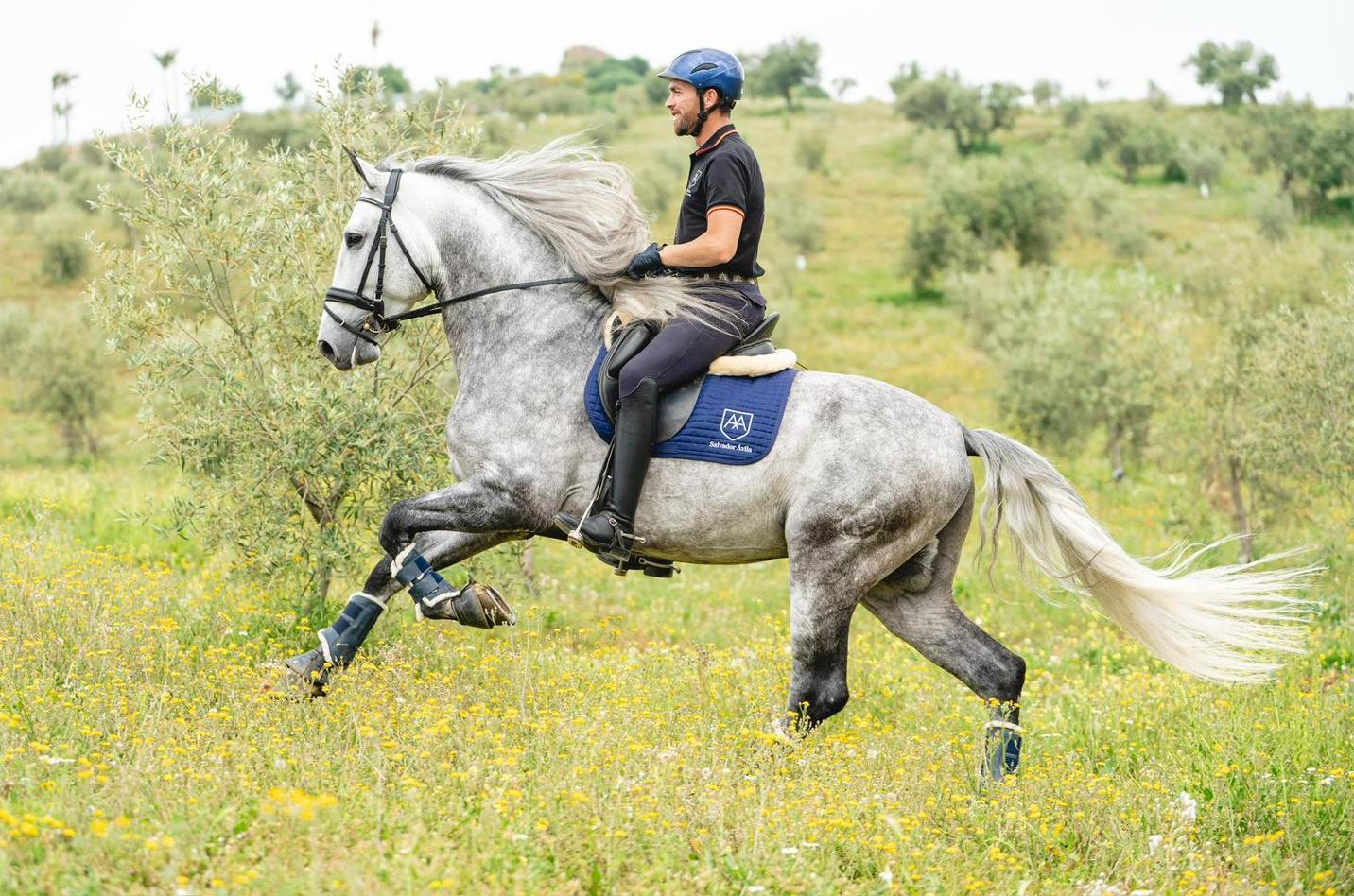 22- ROMERITO - QUALITY YOUNG HORSE WITH QUALITY FOR FUTURE FEI SHOW