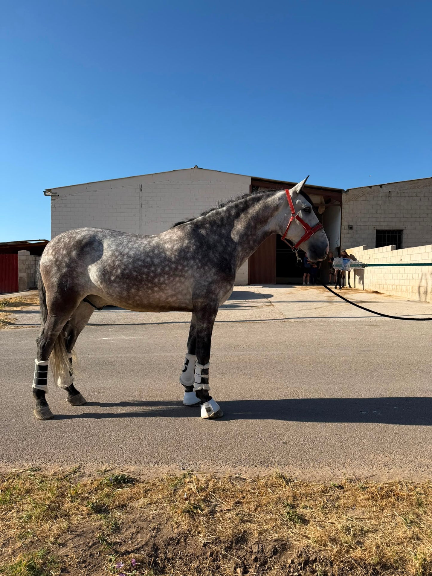 25- JUDIO- SHOW WINNER WITH A GREAT LEVEL EDUCATION