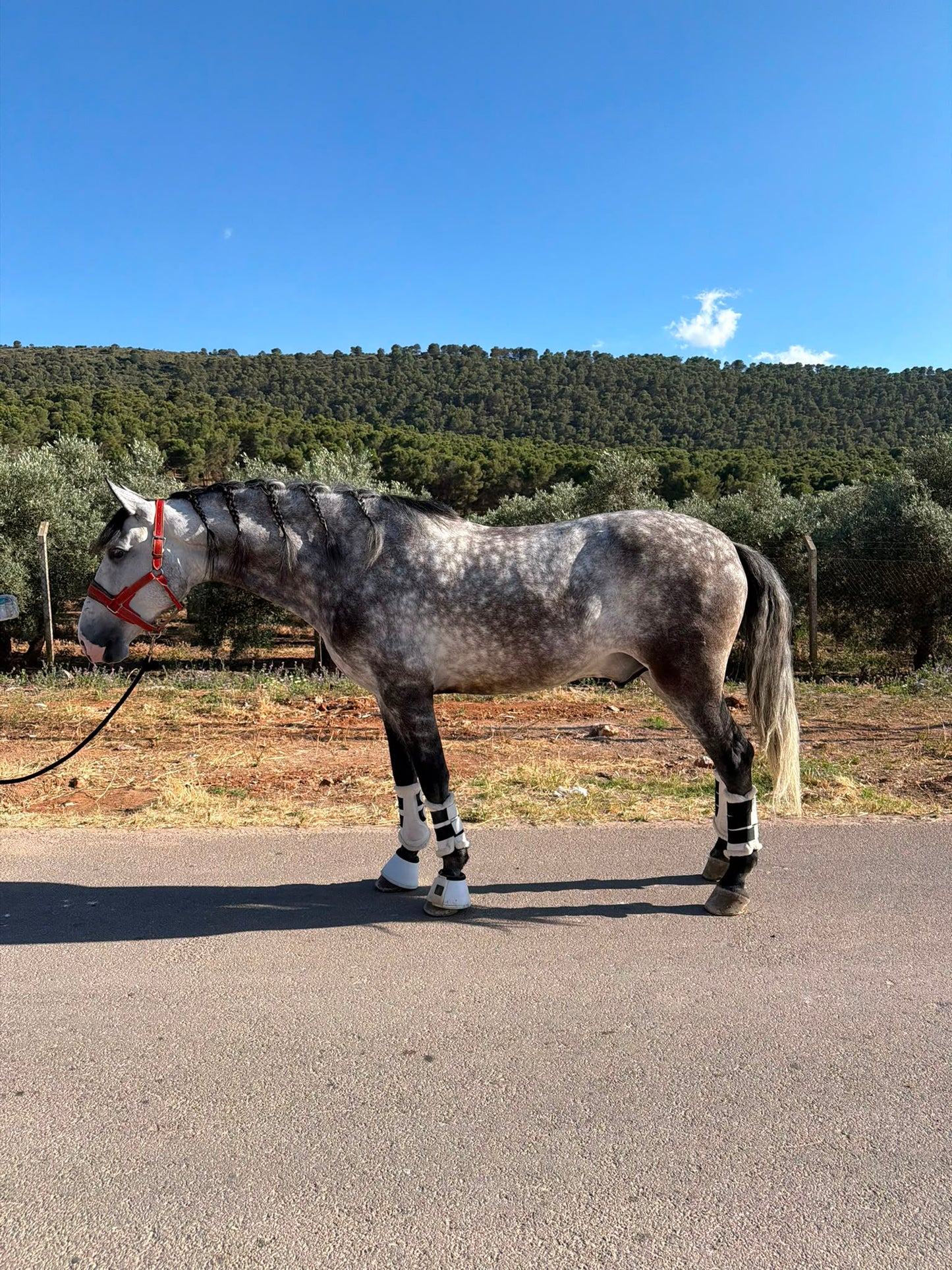 25- JUDIO- SHOW WINNER WITH A GREAT LEVEL EDUCATION