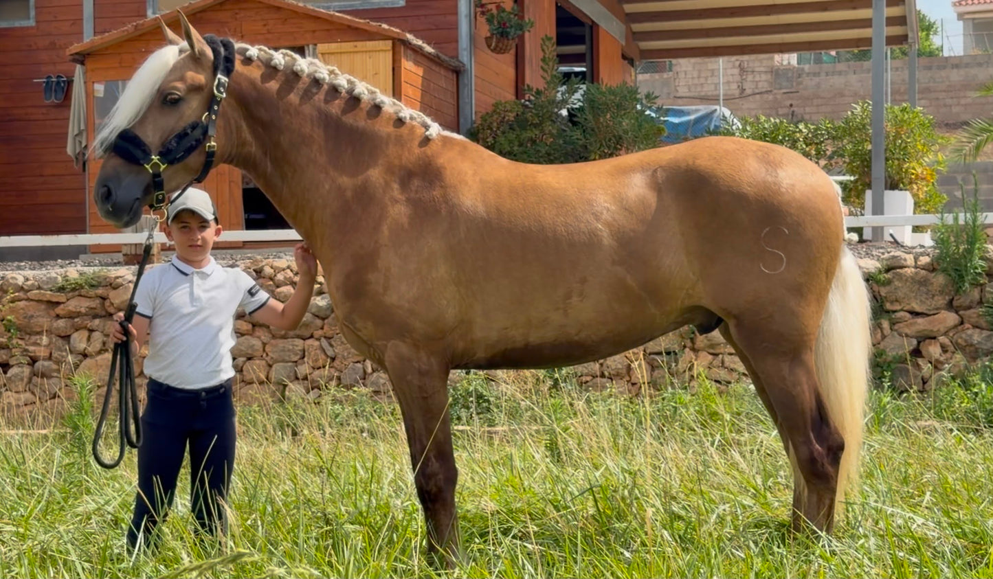 21- DARK CHOCOLATE PALOMINO PIROFREE