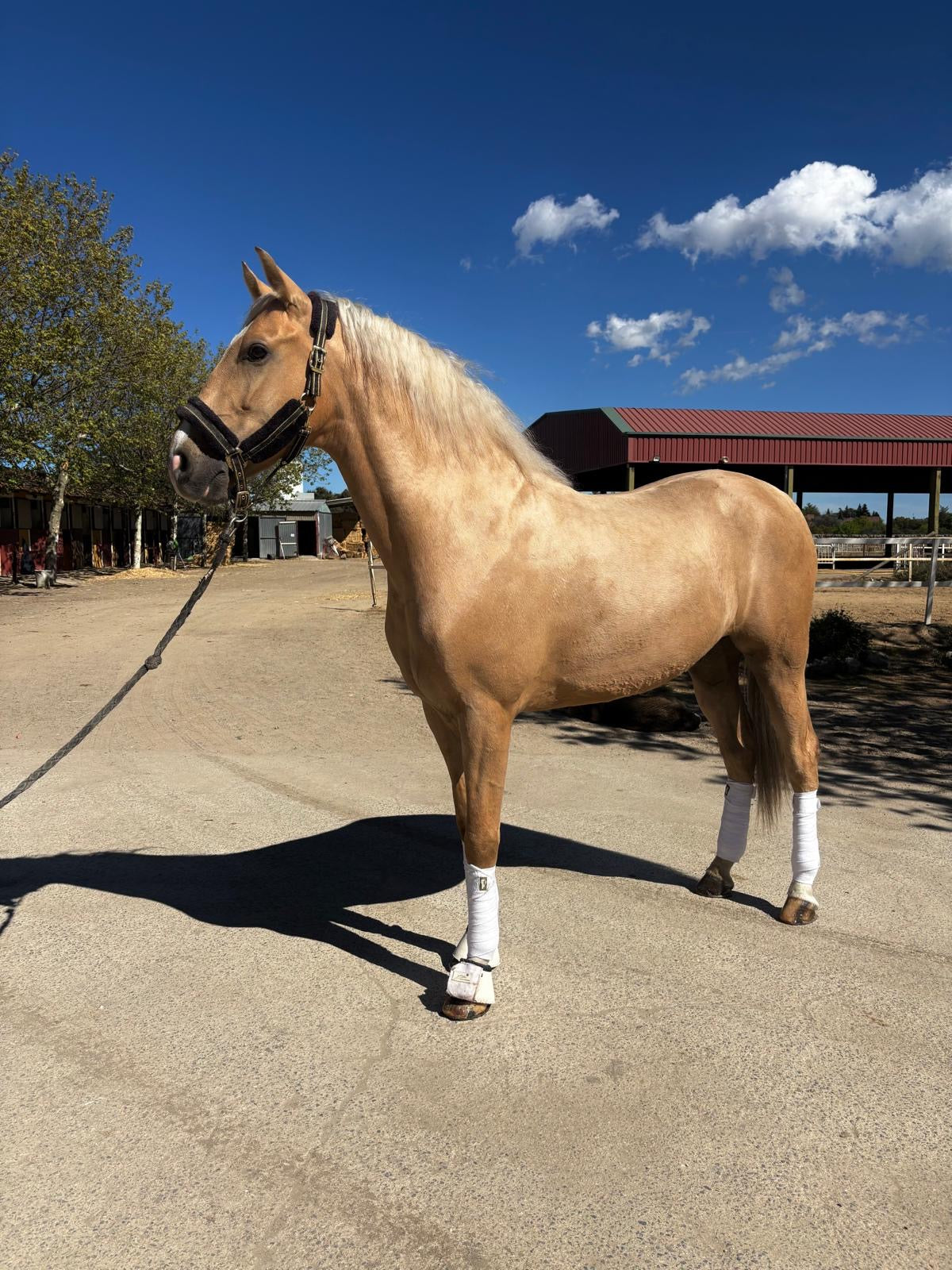 12- MILAMOR -Dream horse crossbreed PIROFREE