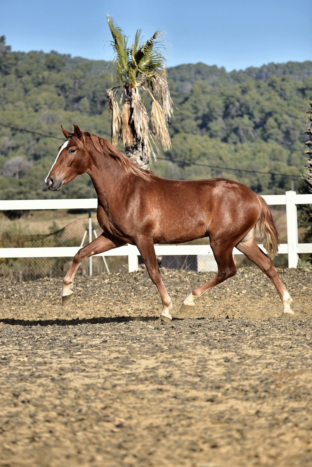 CAMPESINO - Top Bloodlines from Olympic horses