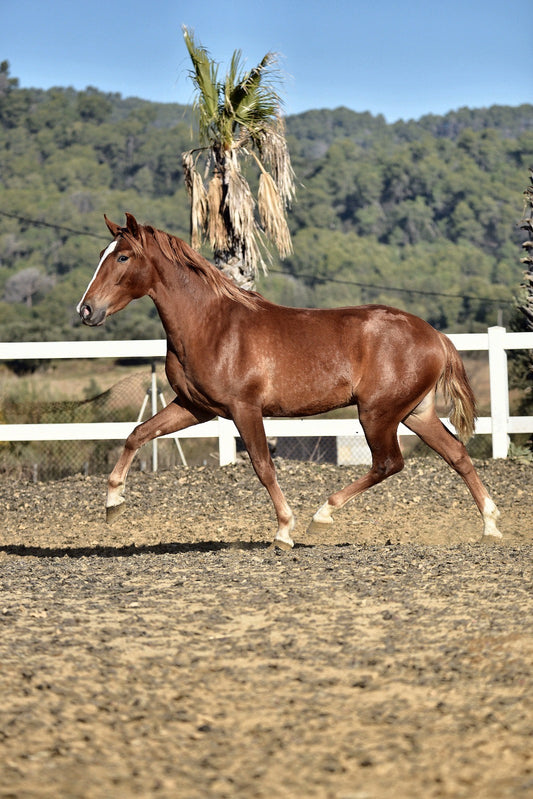 CAMPESINO - Top Bloodlines from Olympic horses