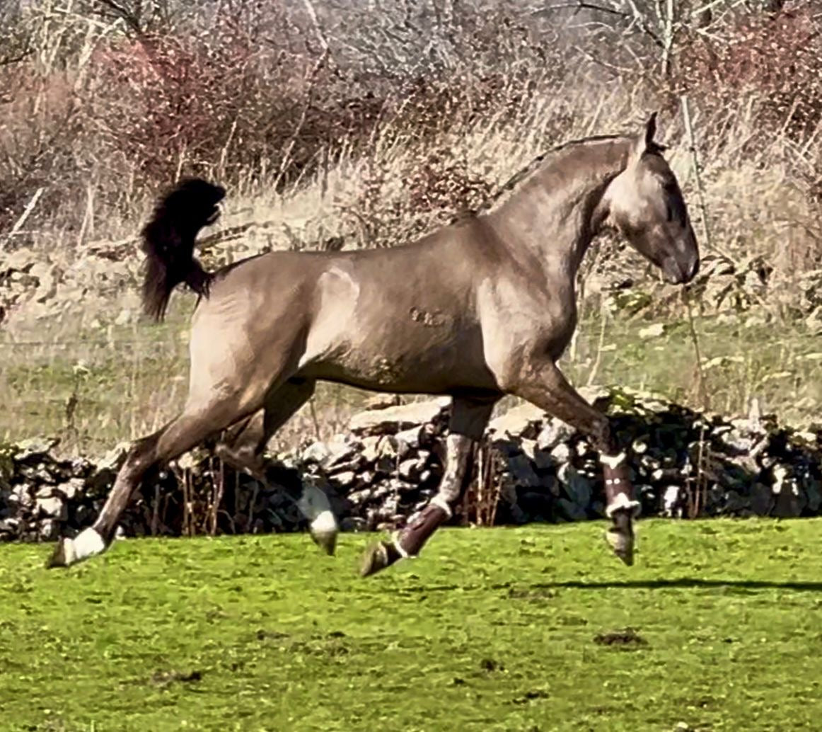 GRULLO LUSITANO PIROFREE