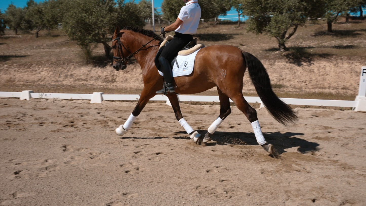 9- ARES - Top quality dressage horse with FEI potential and BOMPBROOF 100%