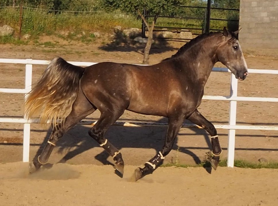 CAYETO