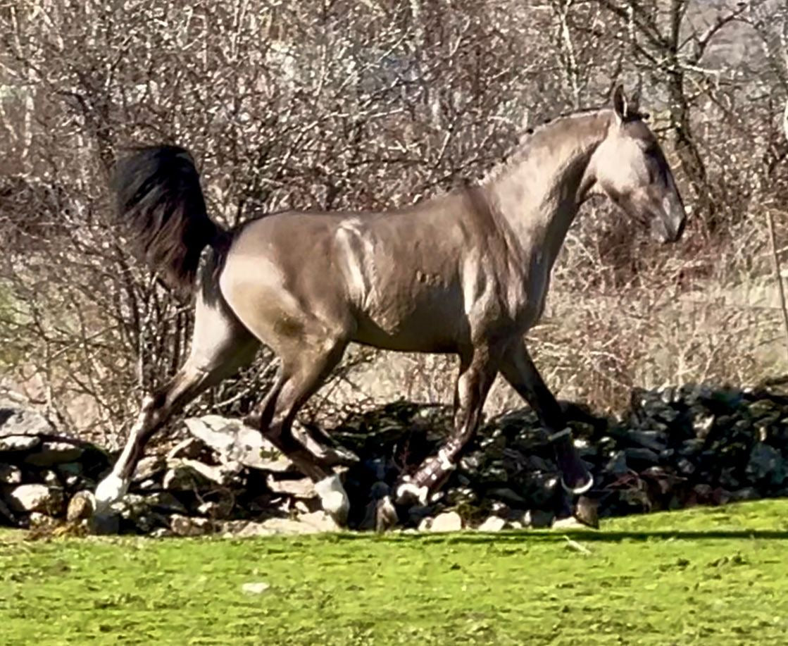GRULLO LUSITANO PIROFREE