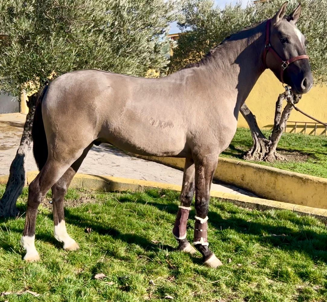 GRULLO LUSITANO PIROFREE