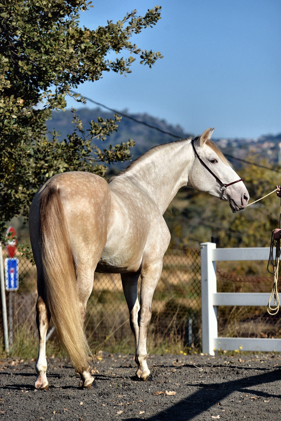 BIOR - False Isabelo