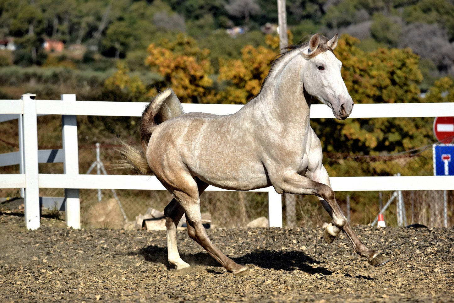 BIOR - False Isabelo