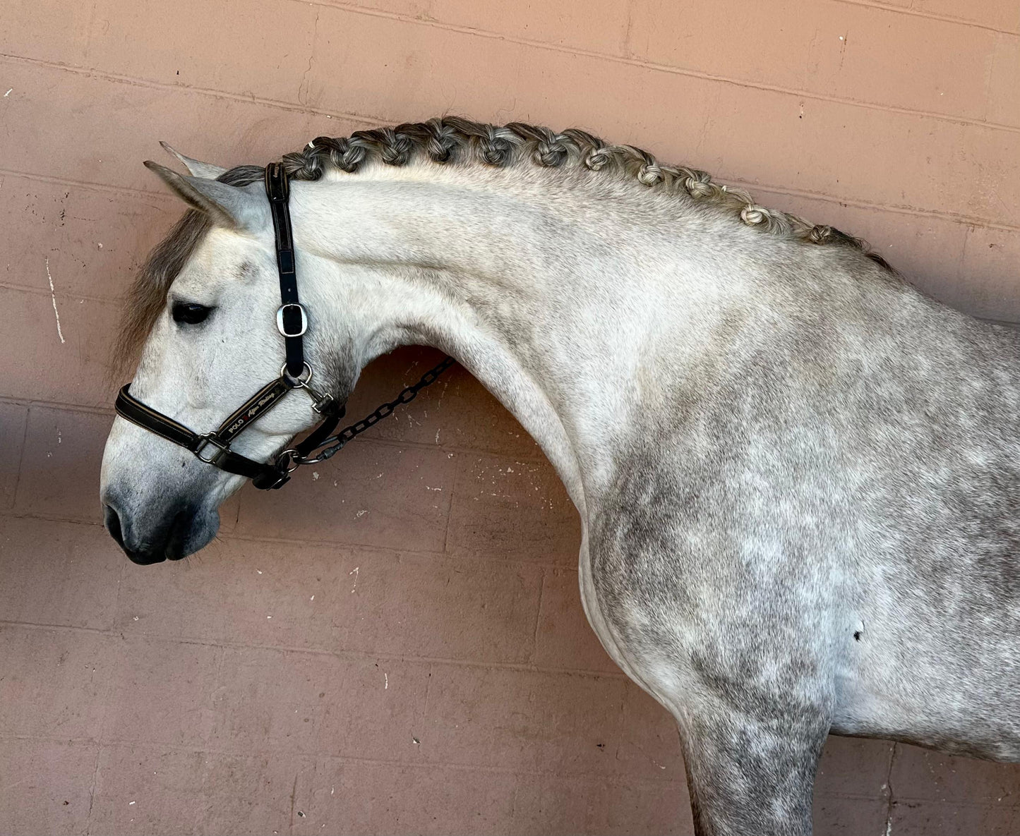 10-SETUB - FEI quality young Lusitano - Pirofree