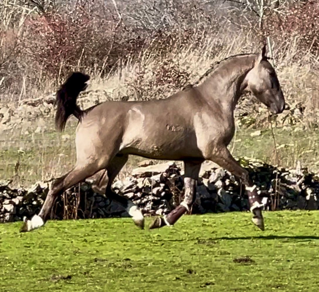 GRULLO LUSITANO PIROFREE
